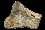 Partial Hadrosaur (Edmontosaurus) Tibia - South Dakota #113066-5